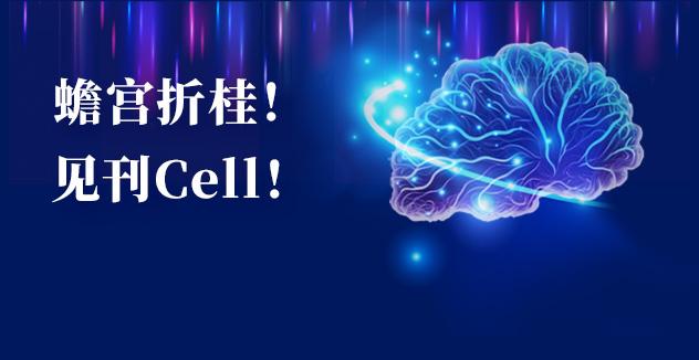 Cell项目文章 | 中国科学家解码人脑多区域时空发育奥秘！